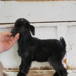 Nigerian Dwarf Buckling (T9)