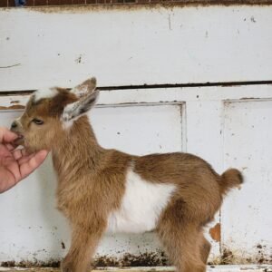 Nigerian Dwarf Buckling (T7)