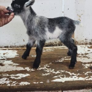 Nigerian Dwarf Buckling (T19)