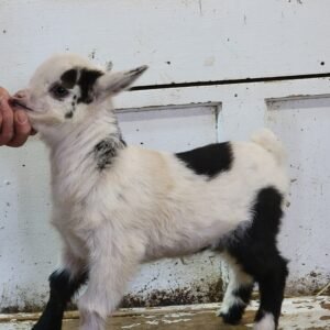 Nigerian Dwarf Wether (T10)