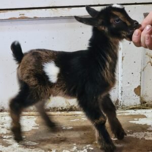 Nigerian Dwarf Doe (T27)