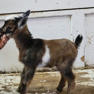 Miniature Nigerian Dwarf Goats