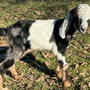 Nubian Babies goats