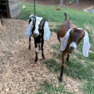 Nubian goats