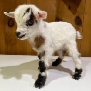 Pygmy Goats