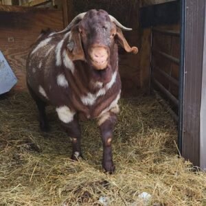 Buck Boer Goats