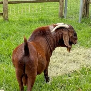 Registered Red Boer Buck