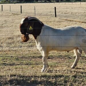 Pure blood Boer buck for sale