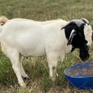 1 Full Blood Boer - Bucks