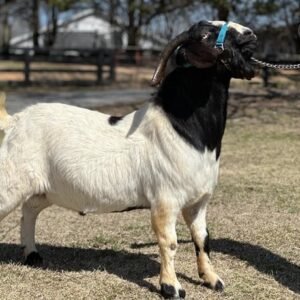 Full Blood Boer - Bucks