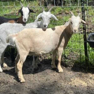 Purebred Doeling kiko goat